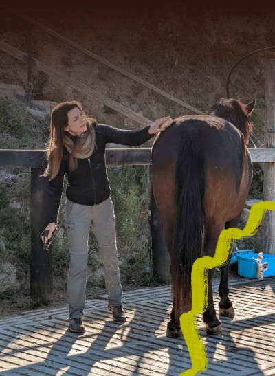 Curso de Cuidados básicos del caballo - GROOM