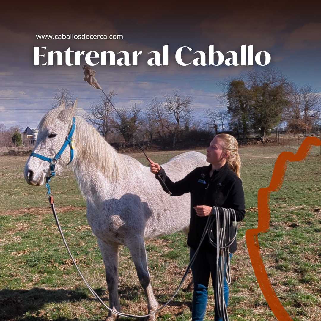 Las bases para entrenar a tu caballo por Ada Kalis en caballosdecerca.com