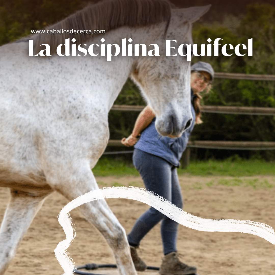 Descubre la disciplina Equifeel: Comunicación no verbal y trabajo a pie para fortalecer la confianza y cooperación entre guía y caballo.