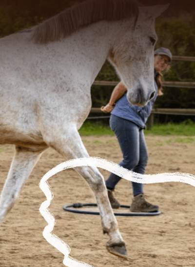 Descubre la disciplina Equifeel: Comunicación no verbal y trabajo a pie para fortalecer la confianza y cooperación entre guía y caballo.