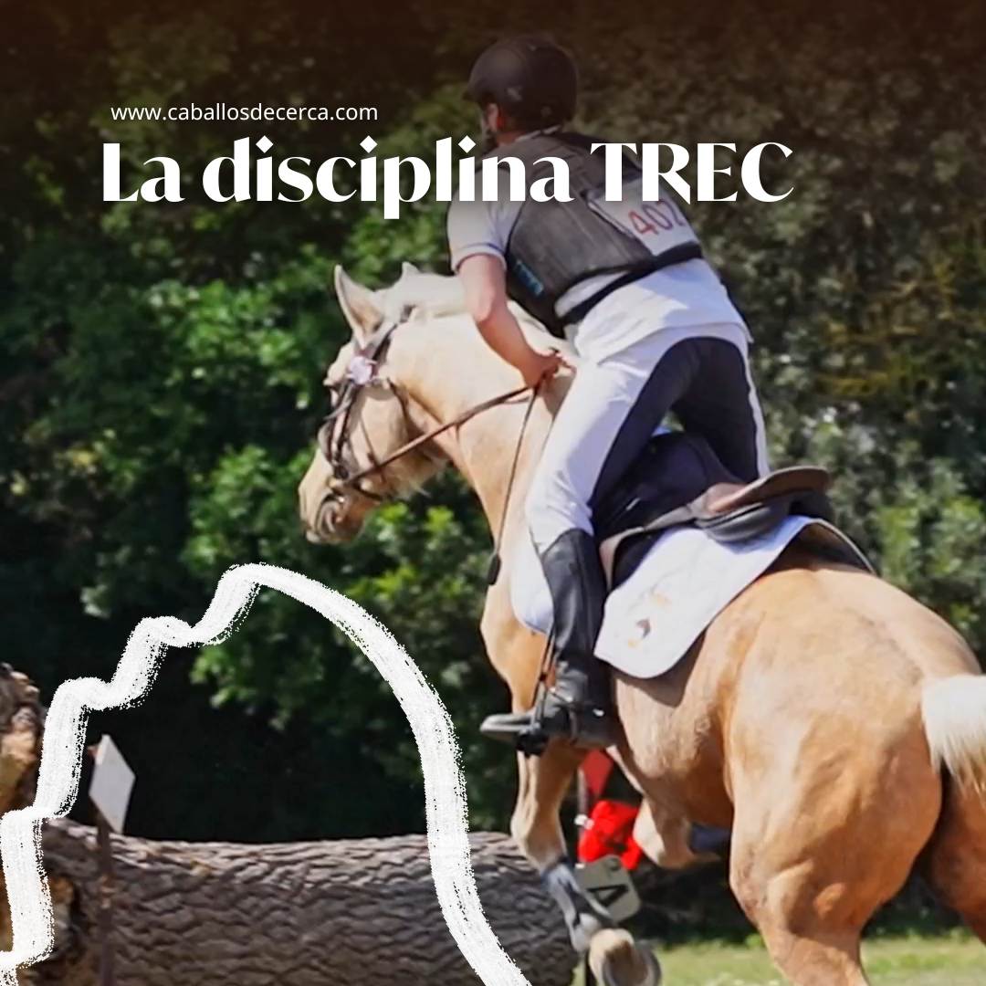 Con la ayuda de Francesc Rabat y su caballo MyLord conocerás cómo orientarte en plena naturaleza, calibrar ritmos y superar obstáculos como todo un profesional. Y es que la disciplina del TREC fusiona naturaleza, técnica y compañerismo entre jinete y caballo.