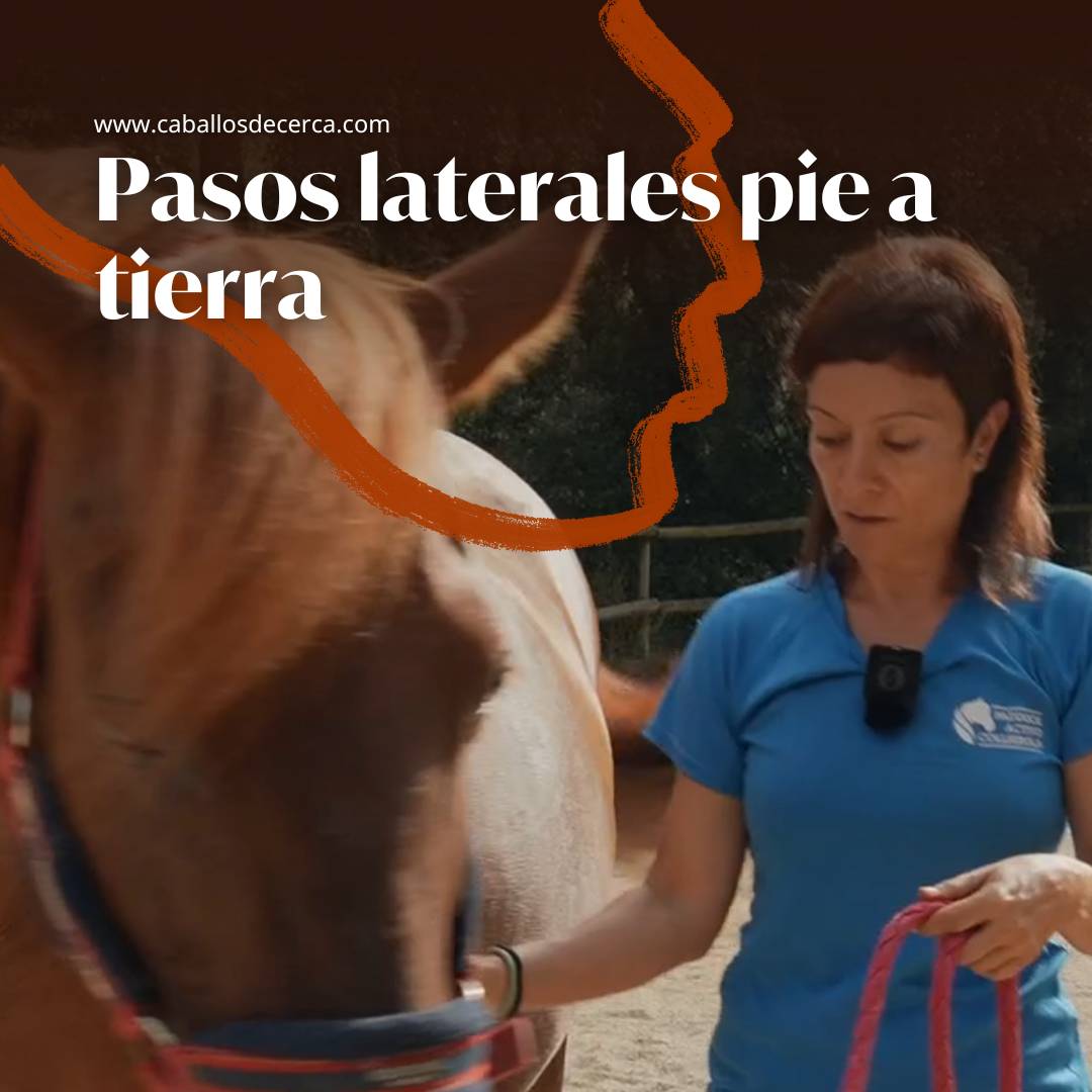 Iniciación a los movimientos laterales del caballo pie a tierra.
