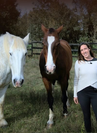Introducción de nuevos caballos en una manada curso de Caballosdecerca.com