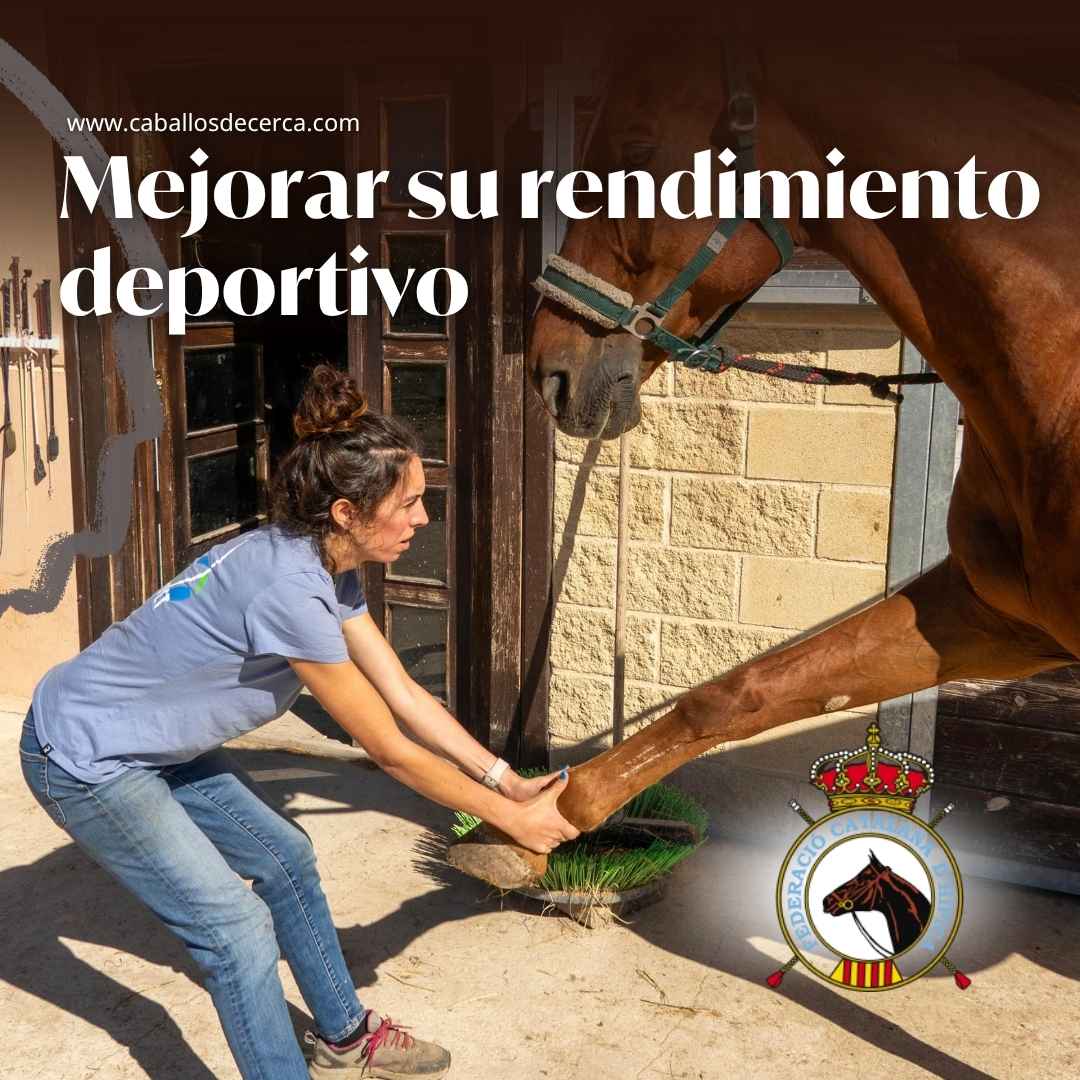 Cómo mejorar el rendimiento deportivo del Caballo con la Federación Catalana de Hípica